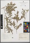 Foto von Salix purpurea L.